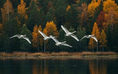 Tervetuloa vuosikokoukseen!